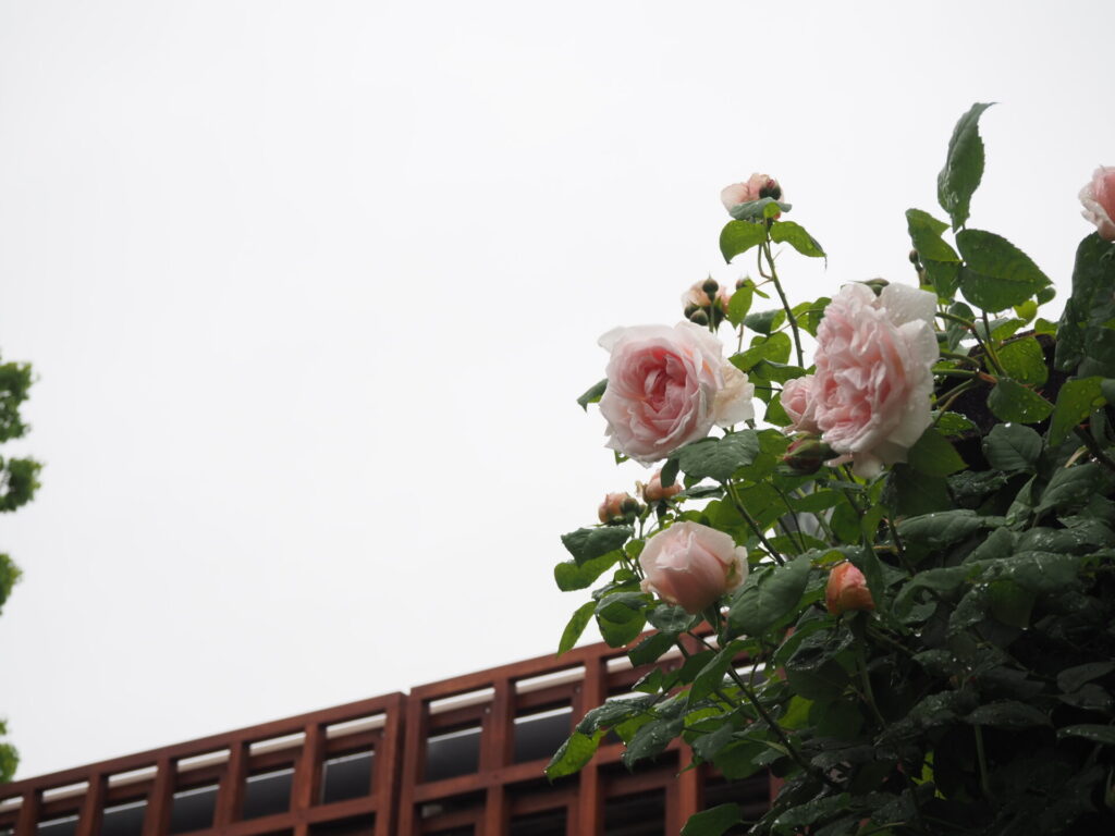 memory_gifuworldrosegarden-004