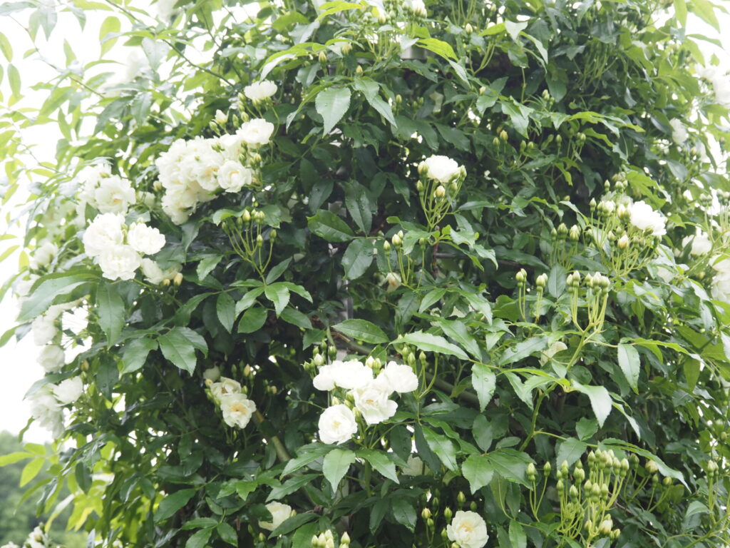 memory_gifuworldrosegarden-005