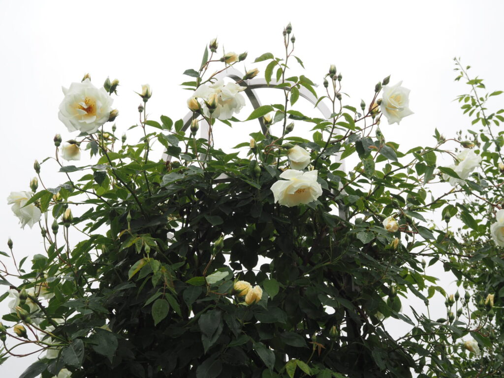 memory_gifuworldrosegarden-006