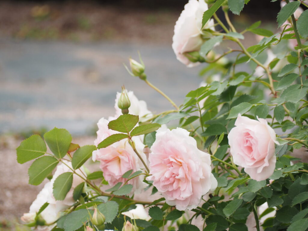 memory_gifuworldrosegarden-013