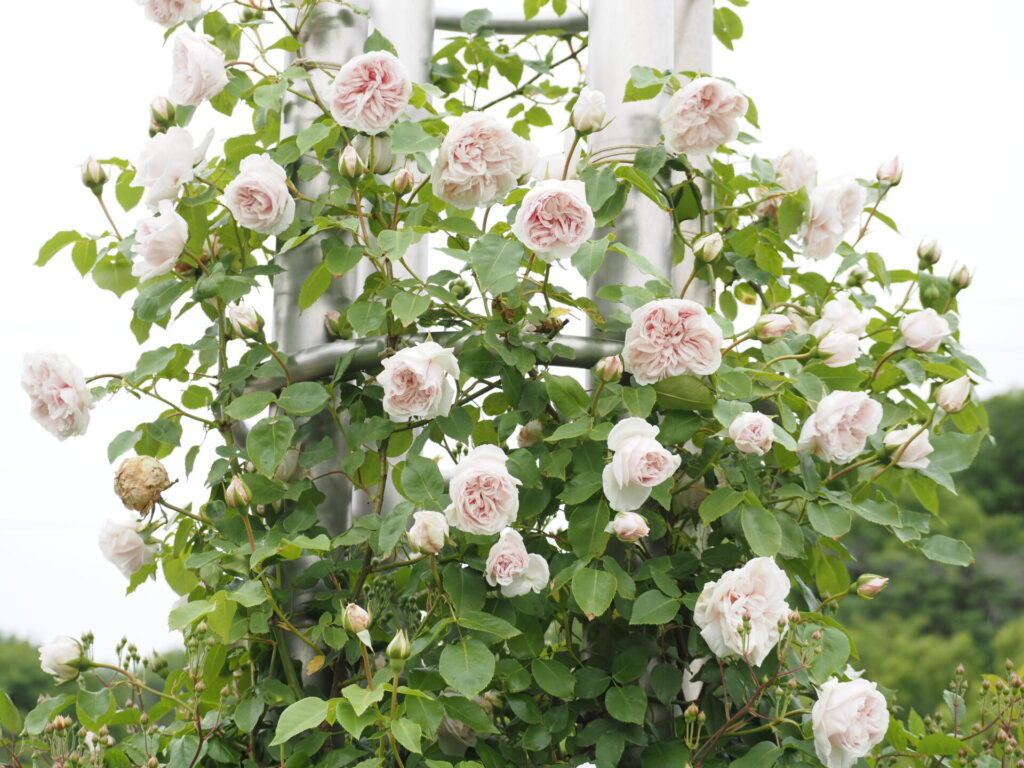 memory_gifuworldrosegarden-014
