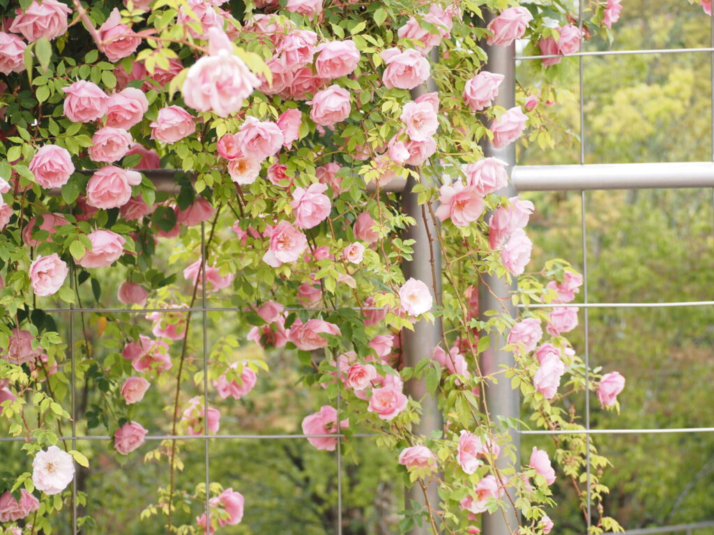 memory_gifuworldrosegarden-015