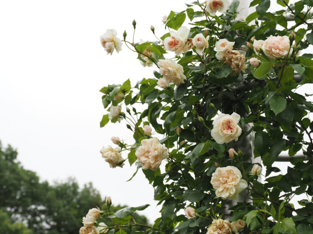 memory_gifuworldrosegarden-016