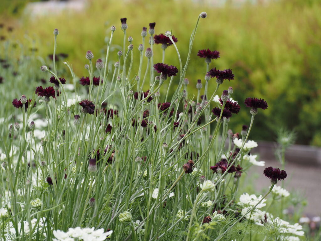 memory_gifuworldrosegarden-017
