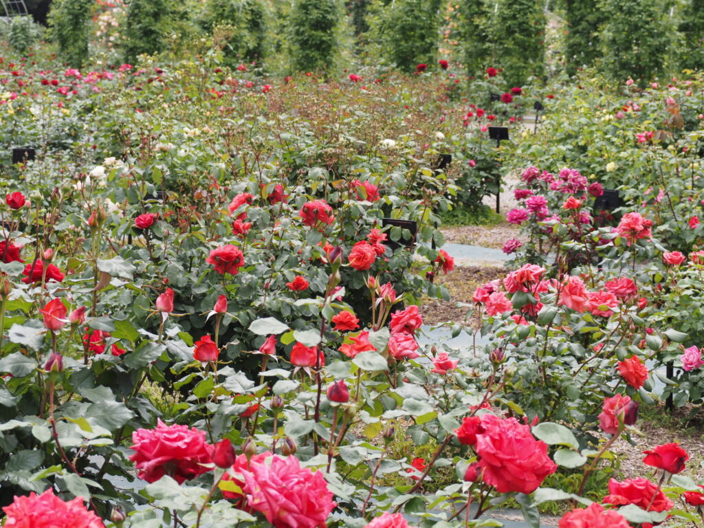 memory_gifuworldrosegarden-021