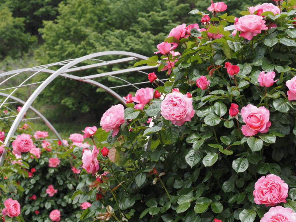 memory_gifuworldrosegarden-022