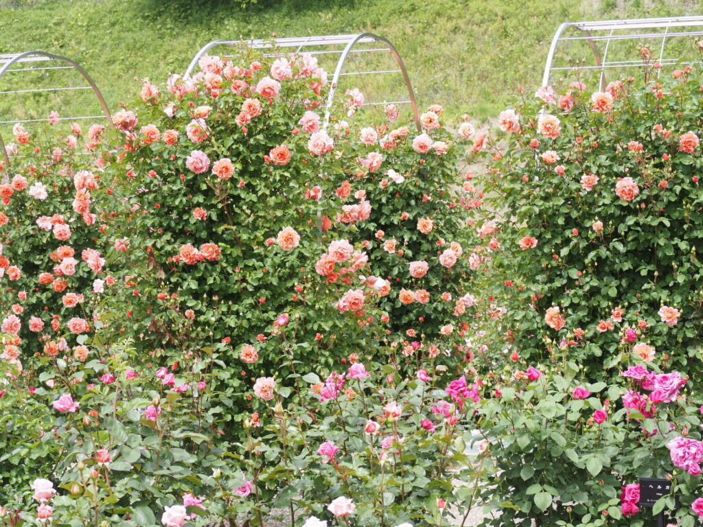 memory_gifuworldrosegarden-023