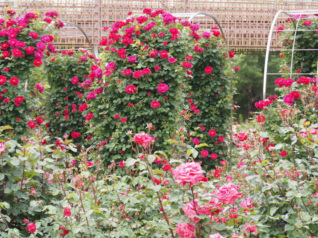 memory_gifuworldrosegarden-025