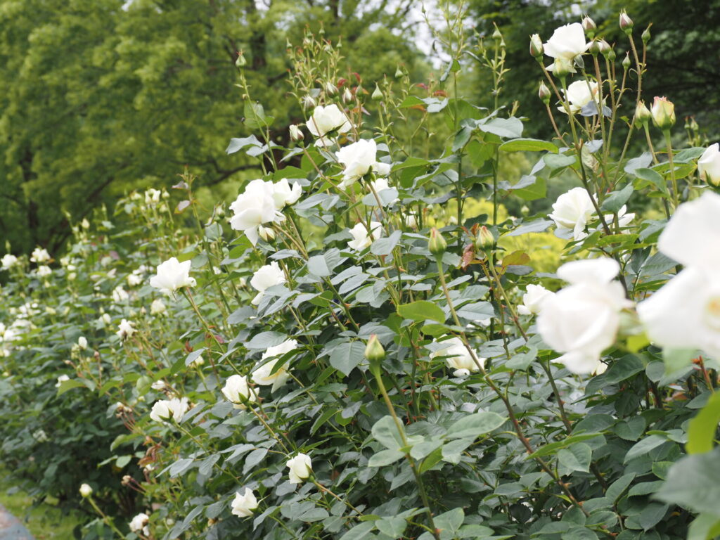 memory_gifuworldrosegarden-026