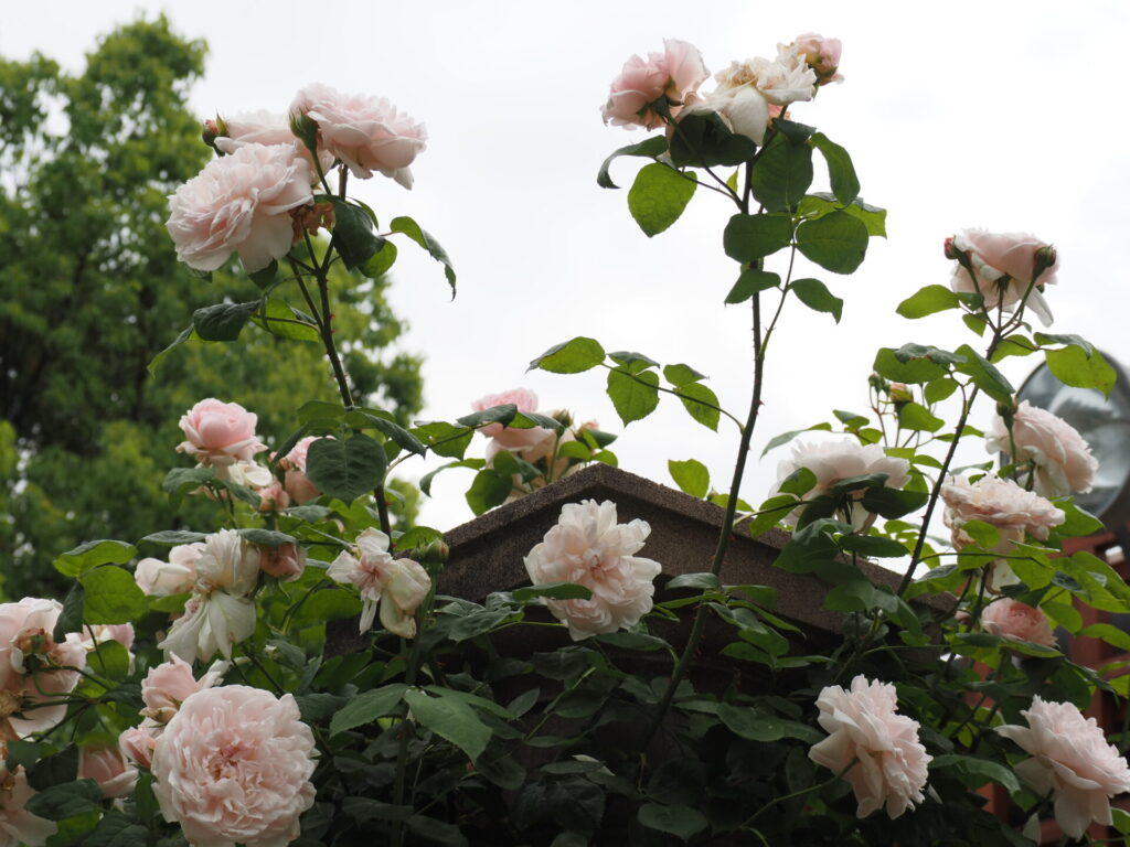 memory_gifuworldrosegarden-027