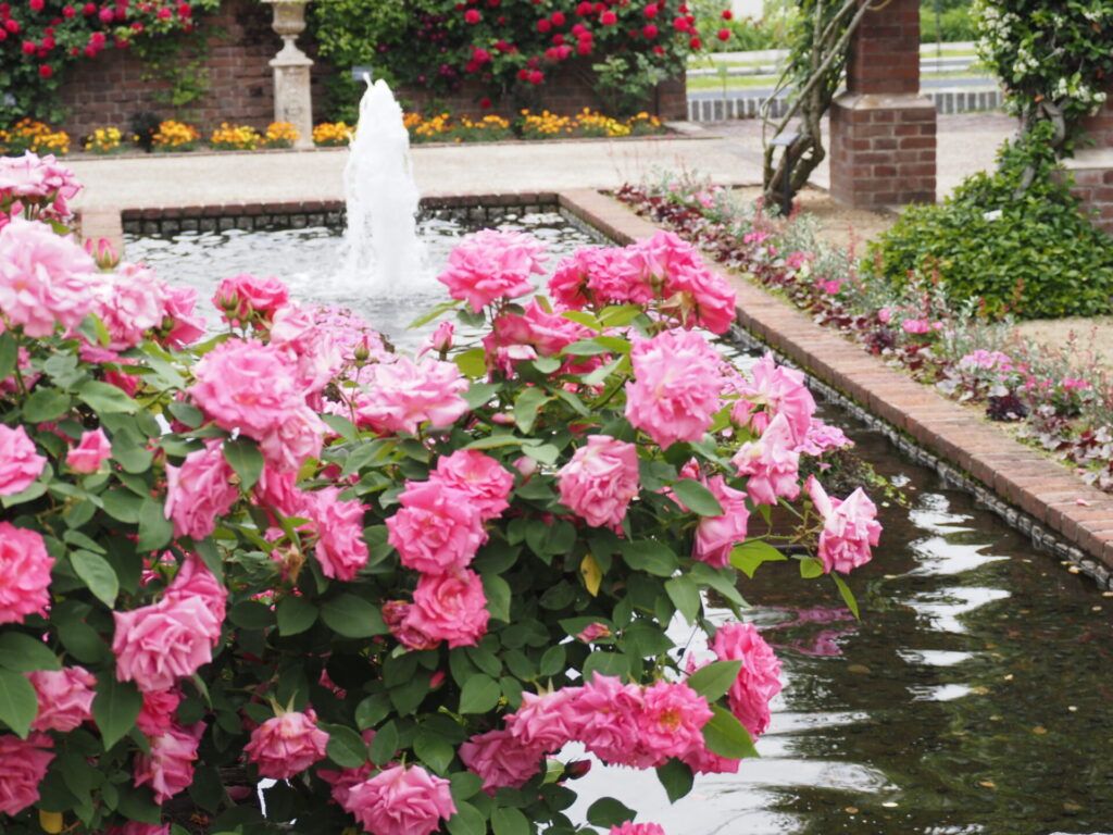 memory_gifuworldrosegarden-028