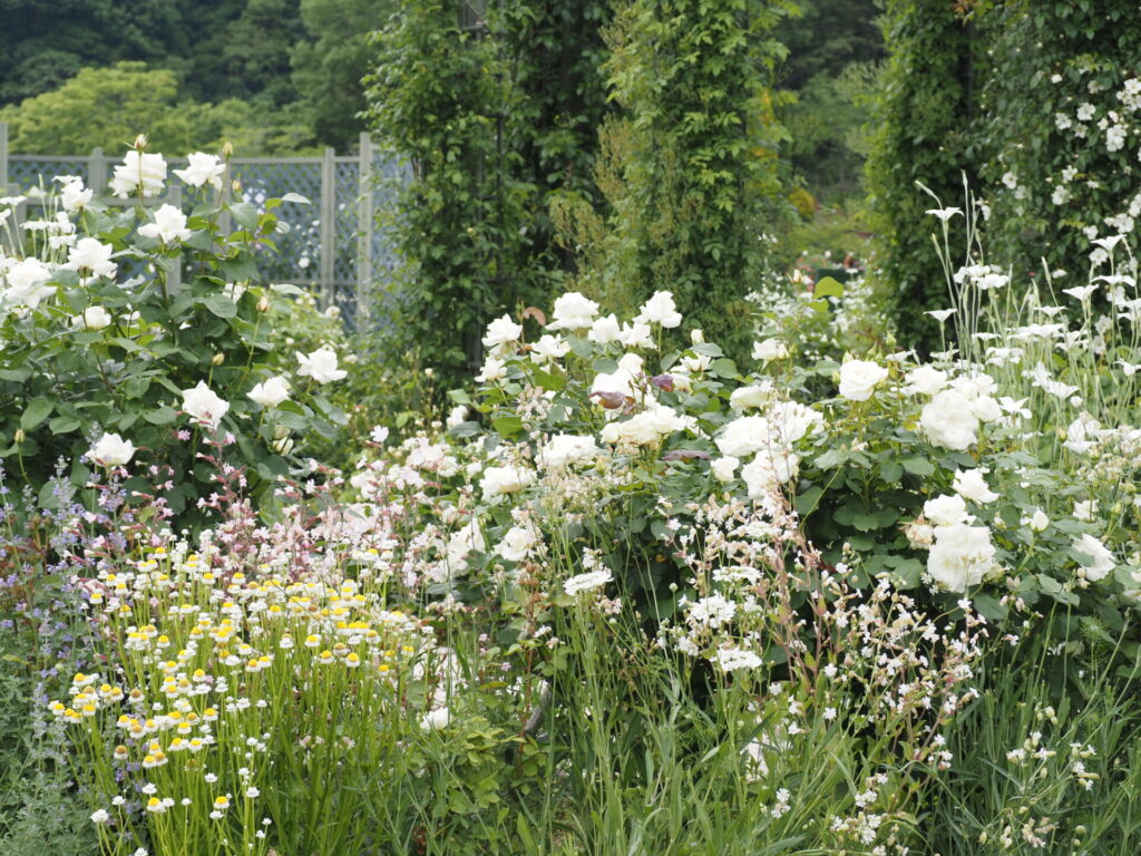 memory_gifuworldrosegarden-029