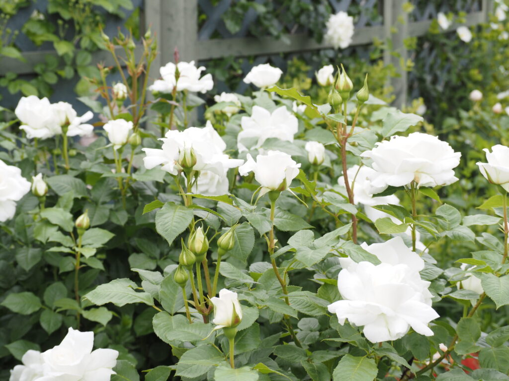 memory_gifuworldrosegarden-031