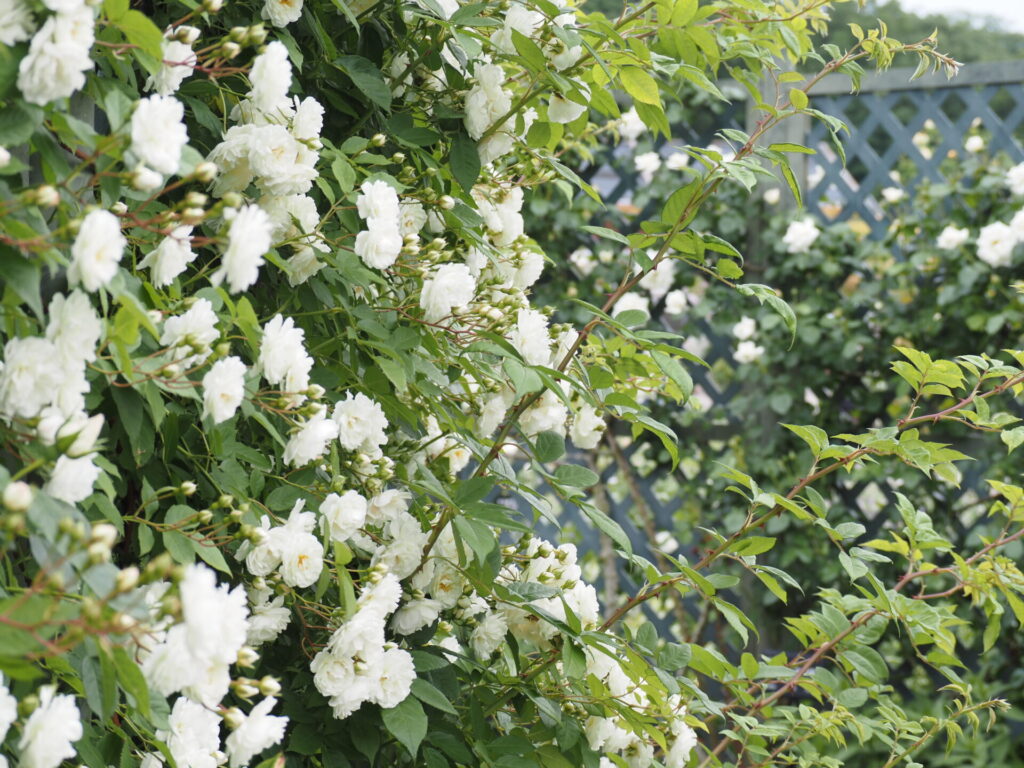 memory_gifuworldrosegarden-032