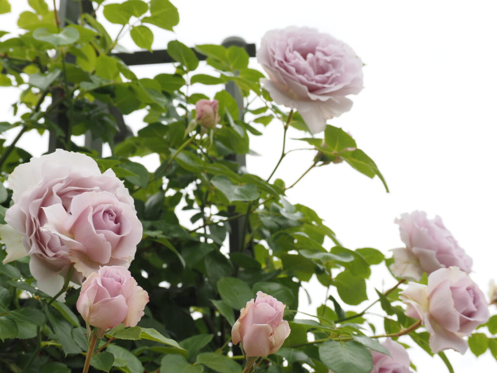 memory_gifuworldrosegarden-033