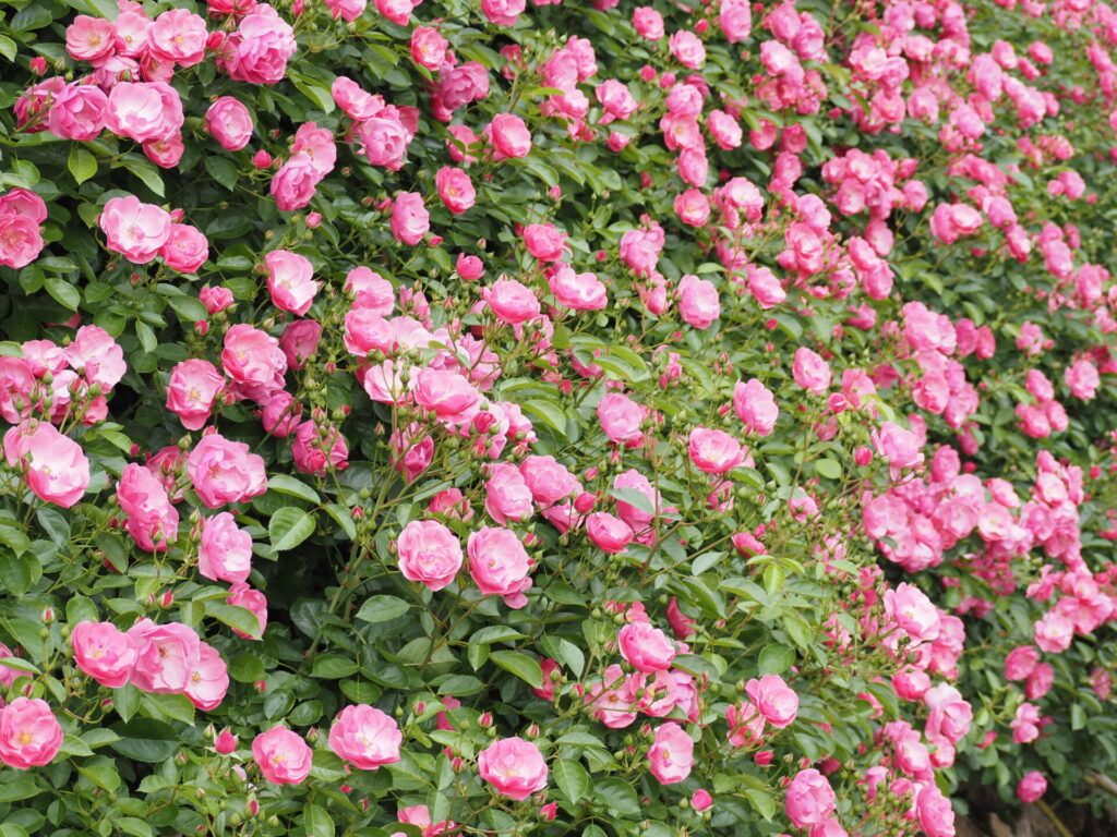 memory_gifuworldrosegarden-034