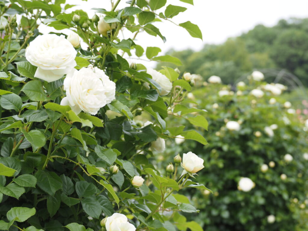 memory_gifuworldrosegarden-035