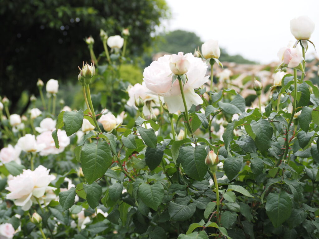 memory_gifuworldrosegarden-036