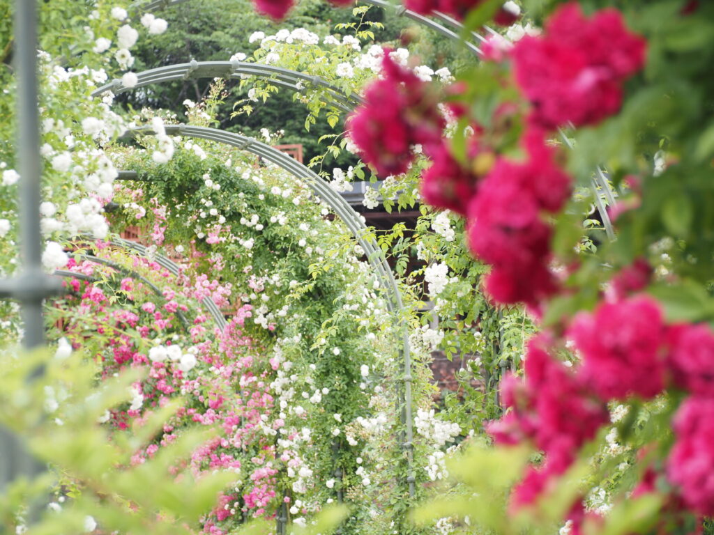 memory_gifuworldrosegarden-038