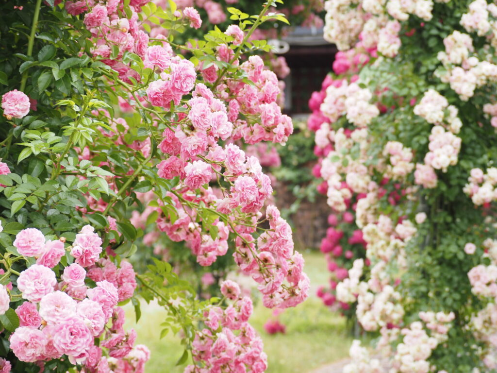 memory_gifuworldrosegarden-040