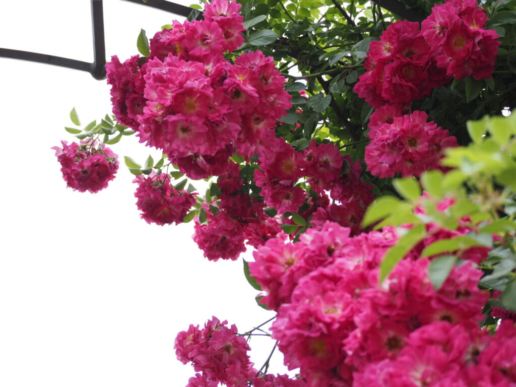 memory_gifuworldrosegarden-041