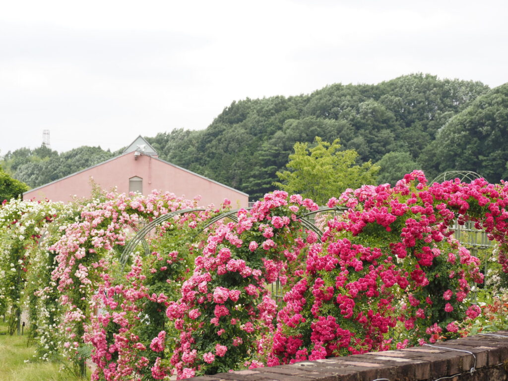 memory_gifuworldrosegarden-042