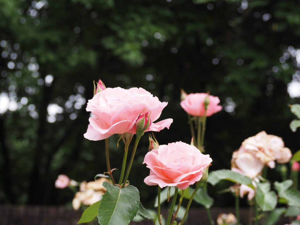 memory_gifuworldrosegarden-043