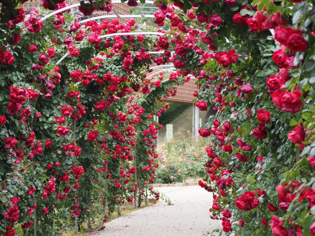 memory_gifuworldrosegarden-044