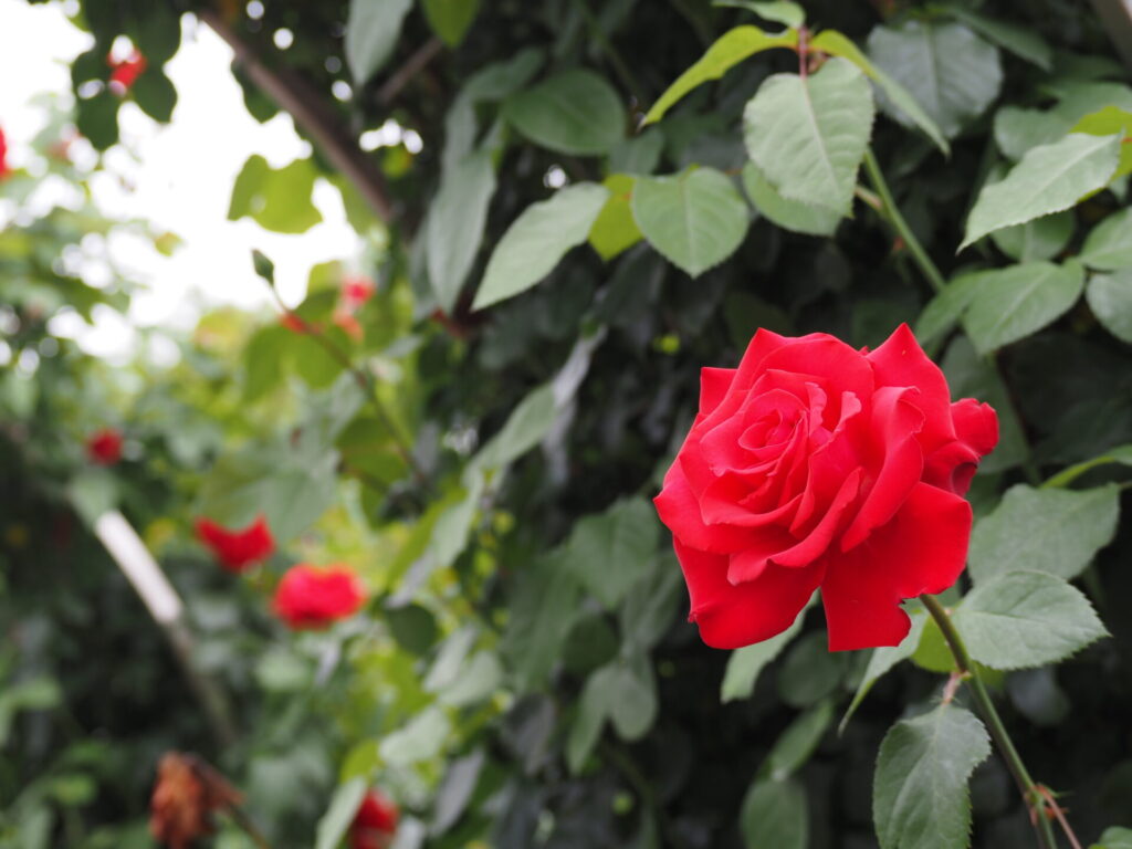 memory_gifuworldrosegarden-045