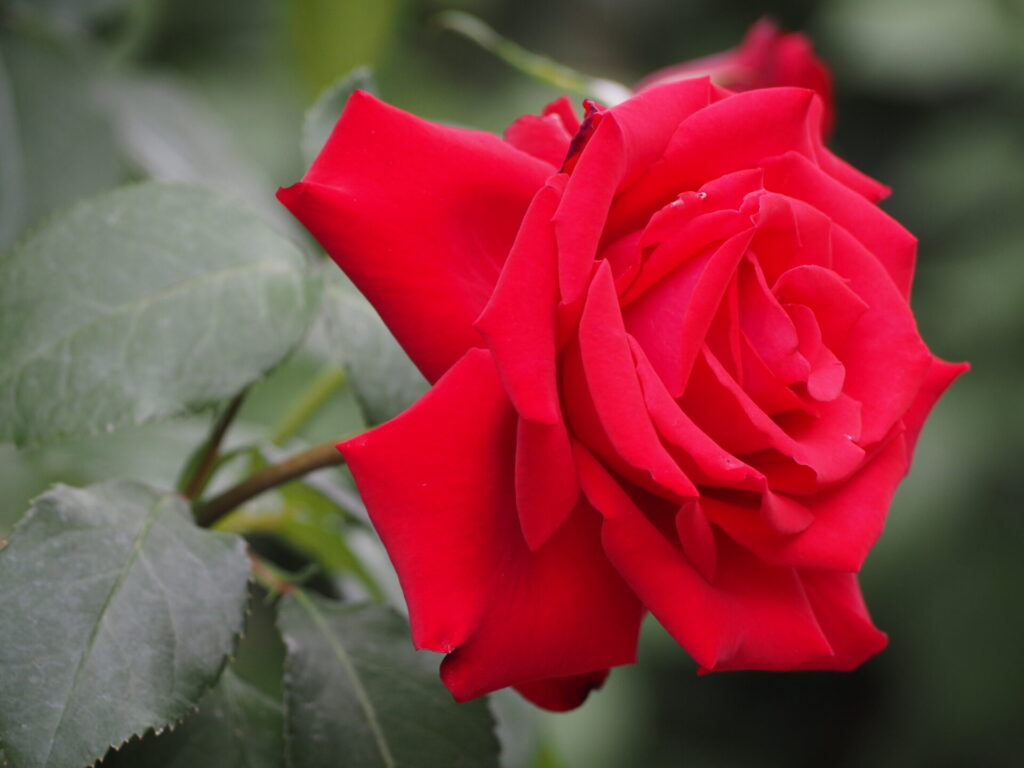 memory_gifuworldrosegarden-046