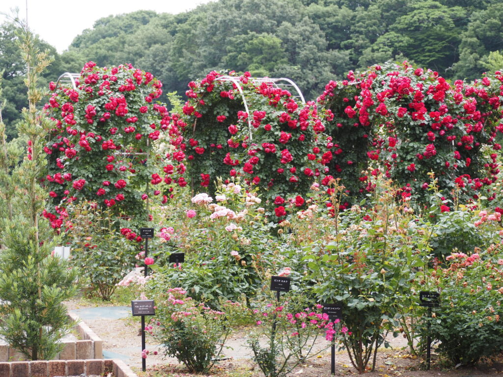 memory_gifuworldrosegarden-047