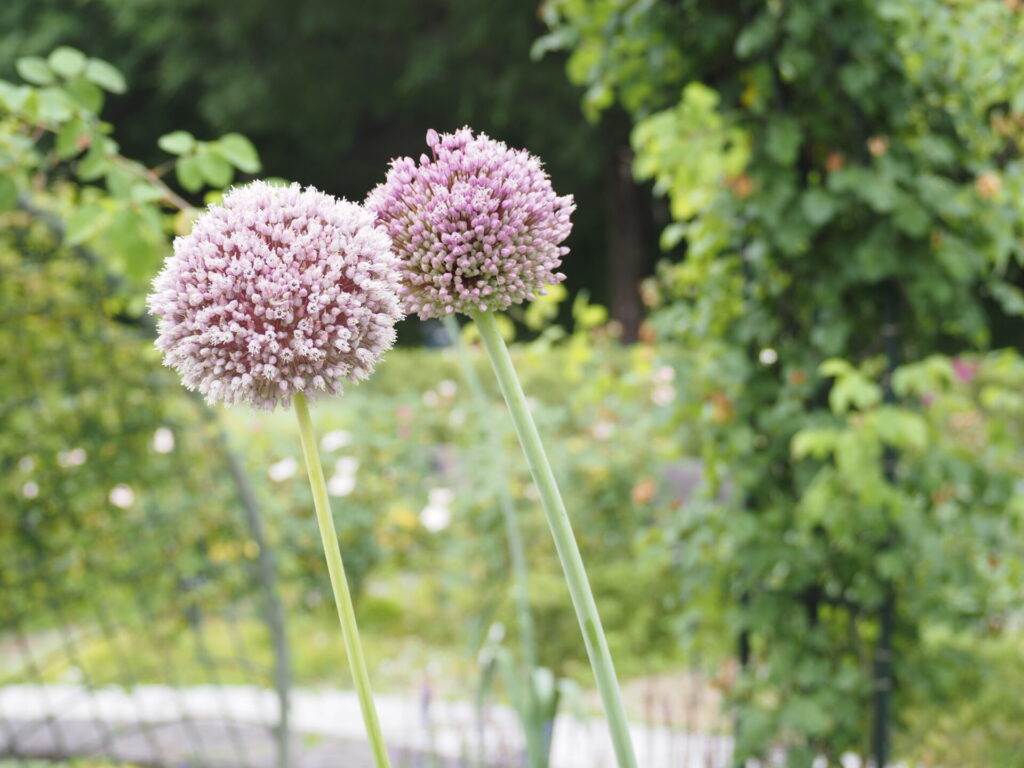 memory_gifuworldrosegarden-048