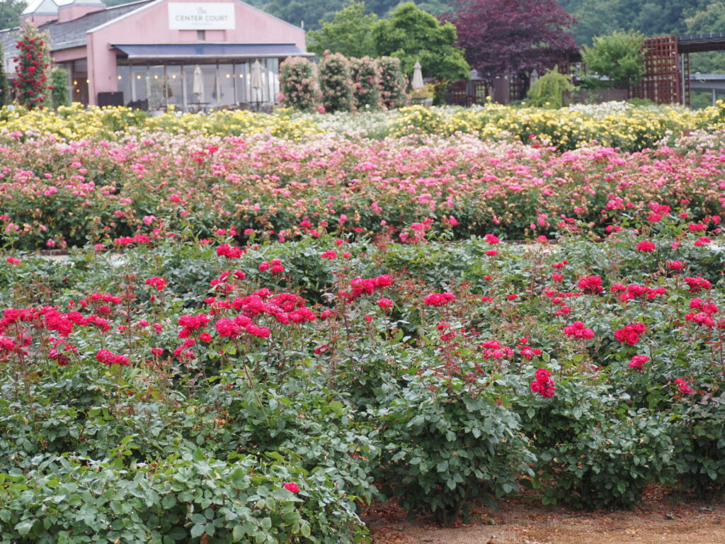 memory_gifuworldrosegarden-054
