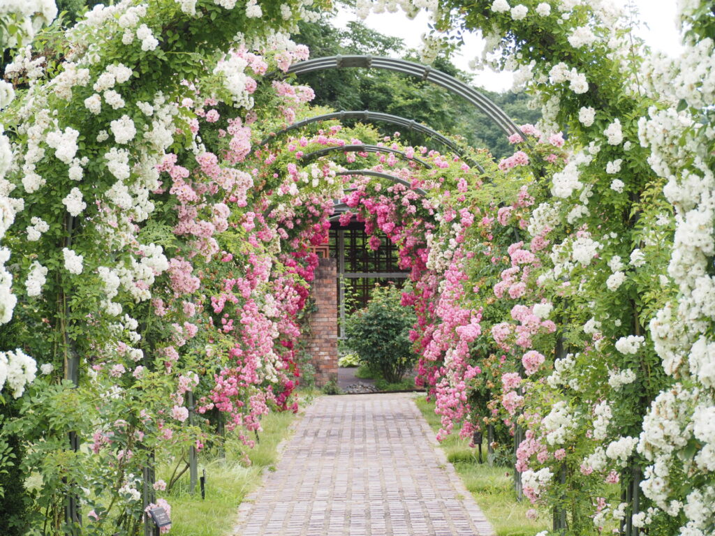 memory_gifuworldrosegarden