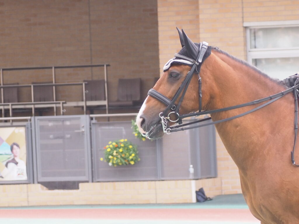 favorite-horse_90