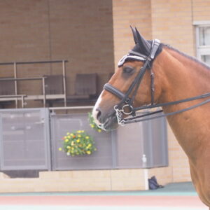 favorite-horse_90