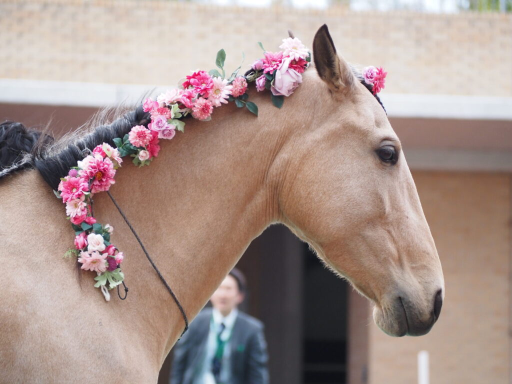 favorite-horse_91