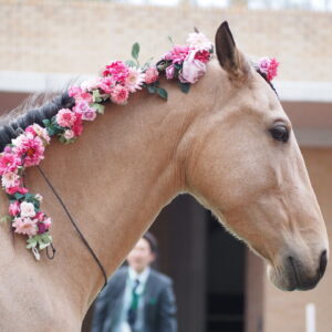 favorite-horse_91