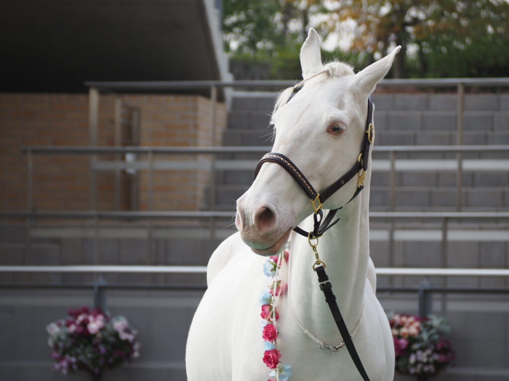 favorite-horse_92
