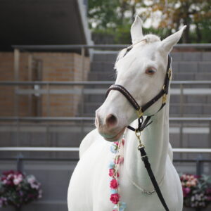 favorite-horse_92