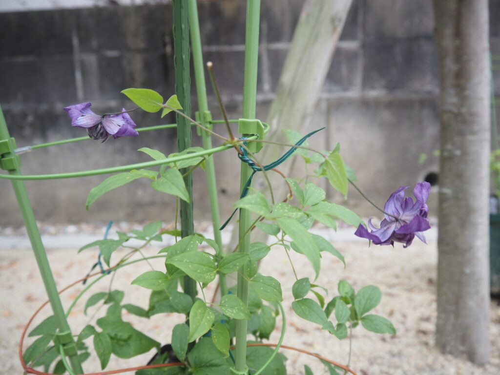 favorite-flower_59