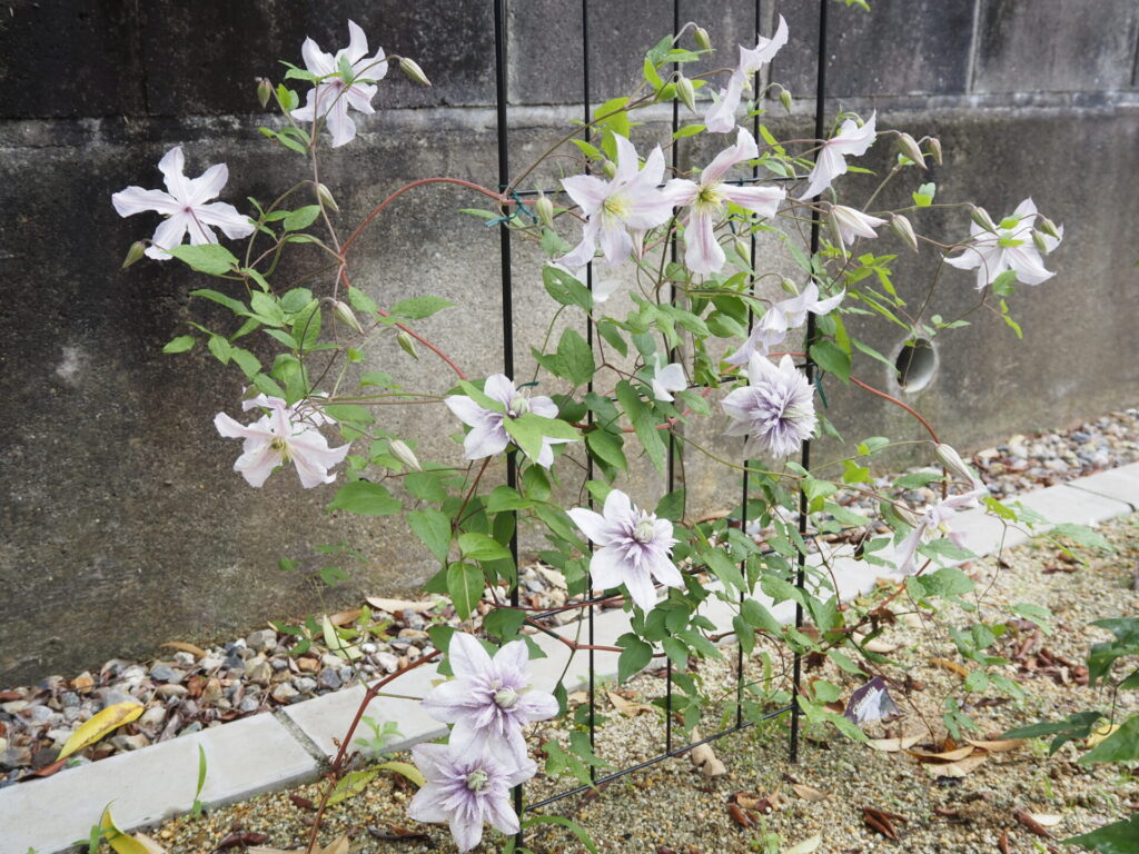 favorite-flower_61