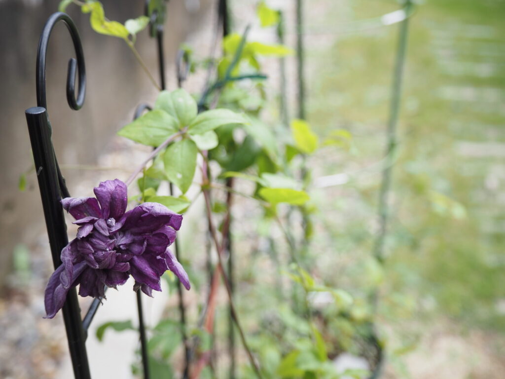 favorite-flower_63