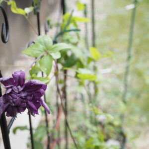 favorite-flower_63