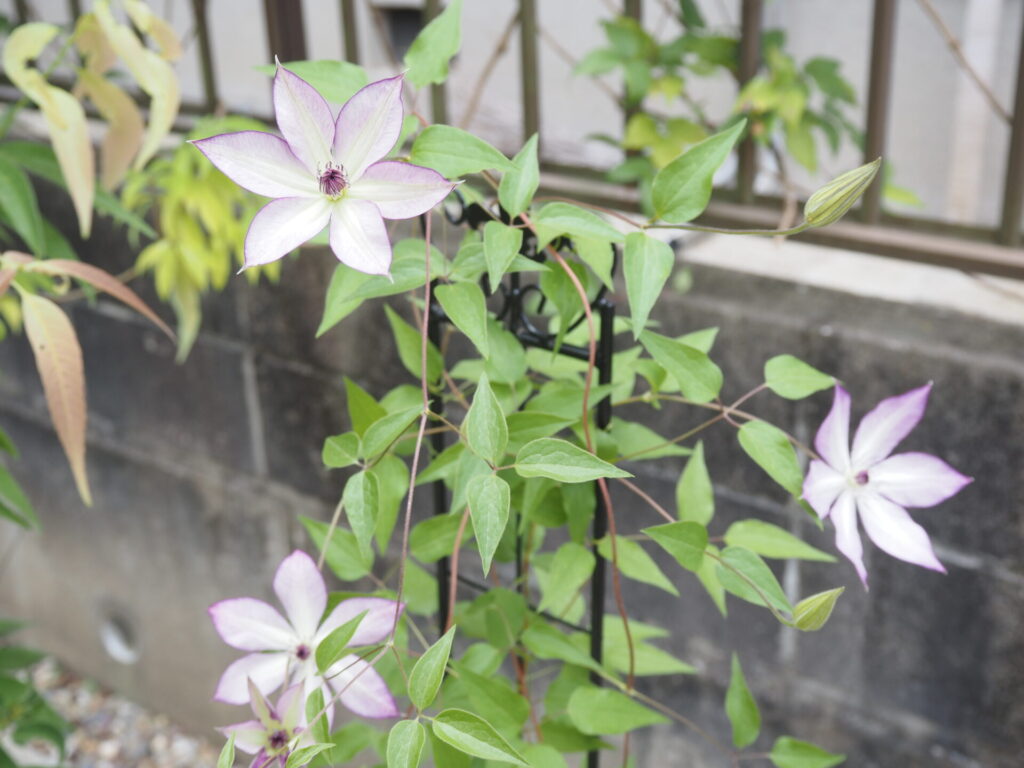 favorite-flower_65